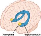 Amygdala